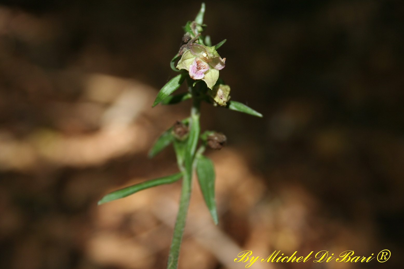 Epipactis meridionalis