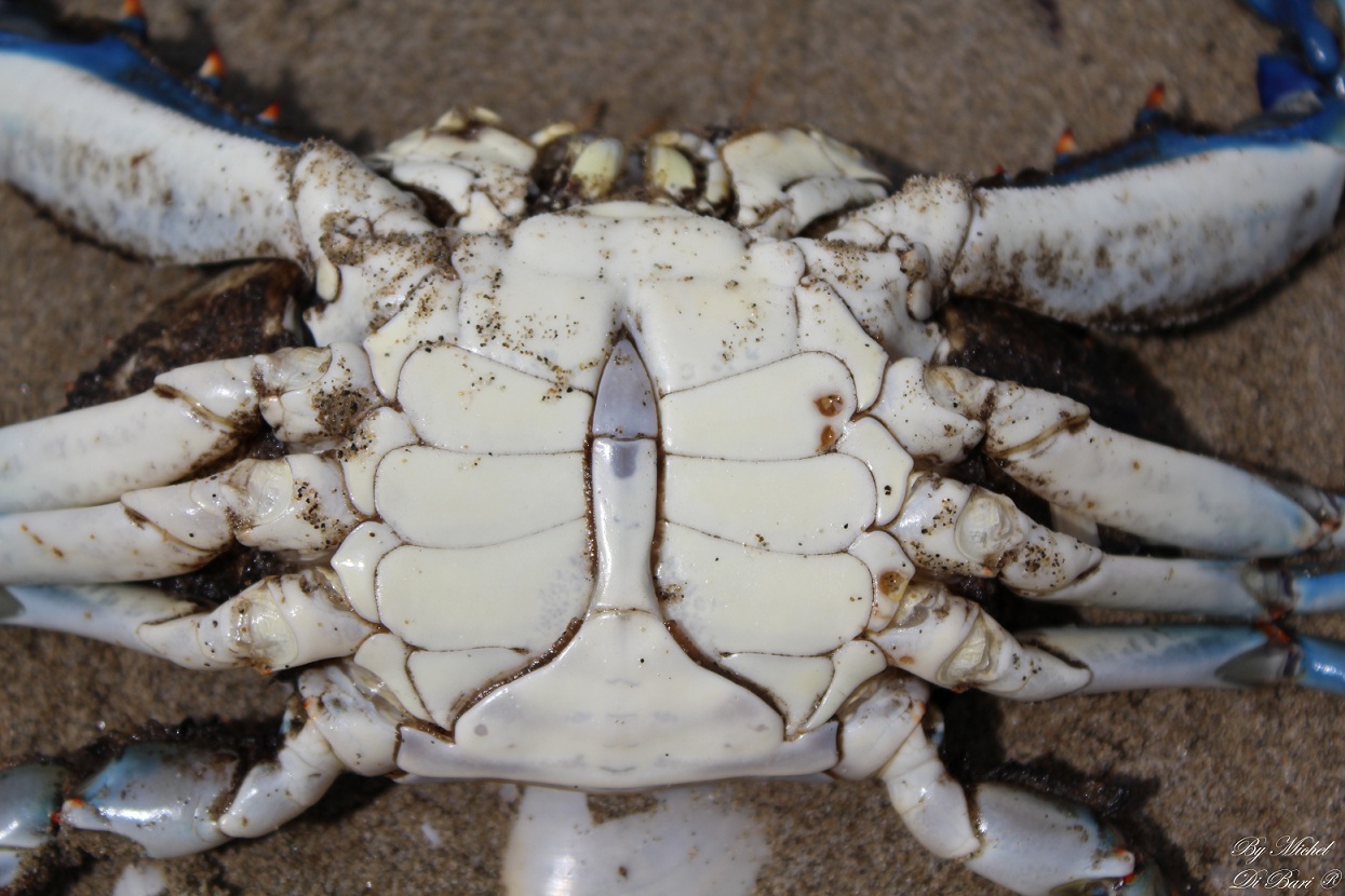 Granchio blu (Callinectes sapidus)