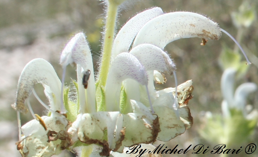 salvia argentea