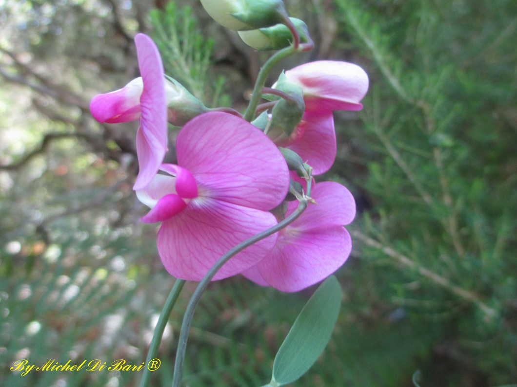 Sempre Lathyrus sylvestris ?