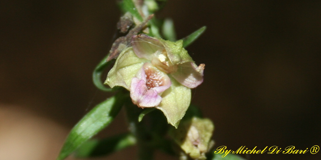 Epipactis meridionalis