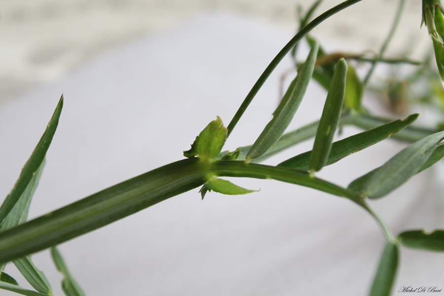 Lathyrus clymenum (=Lathyrus articulatus)