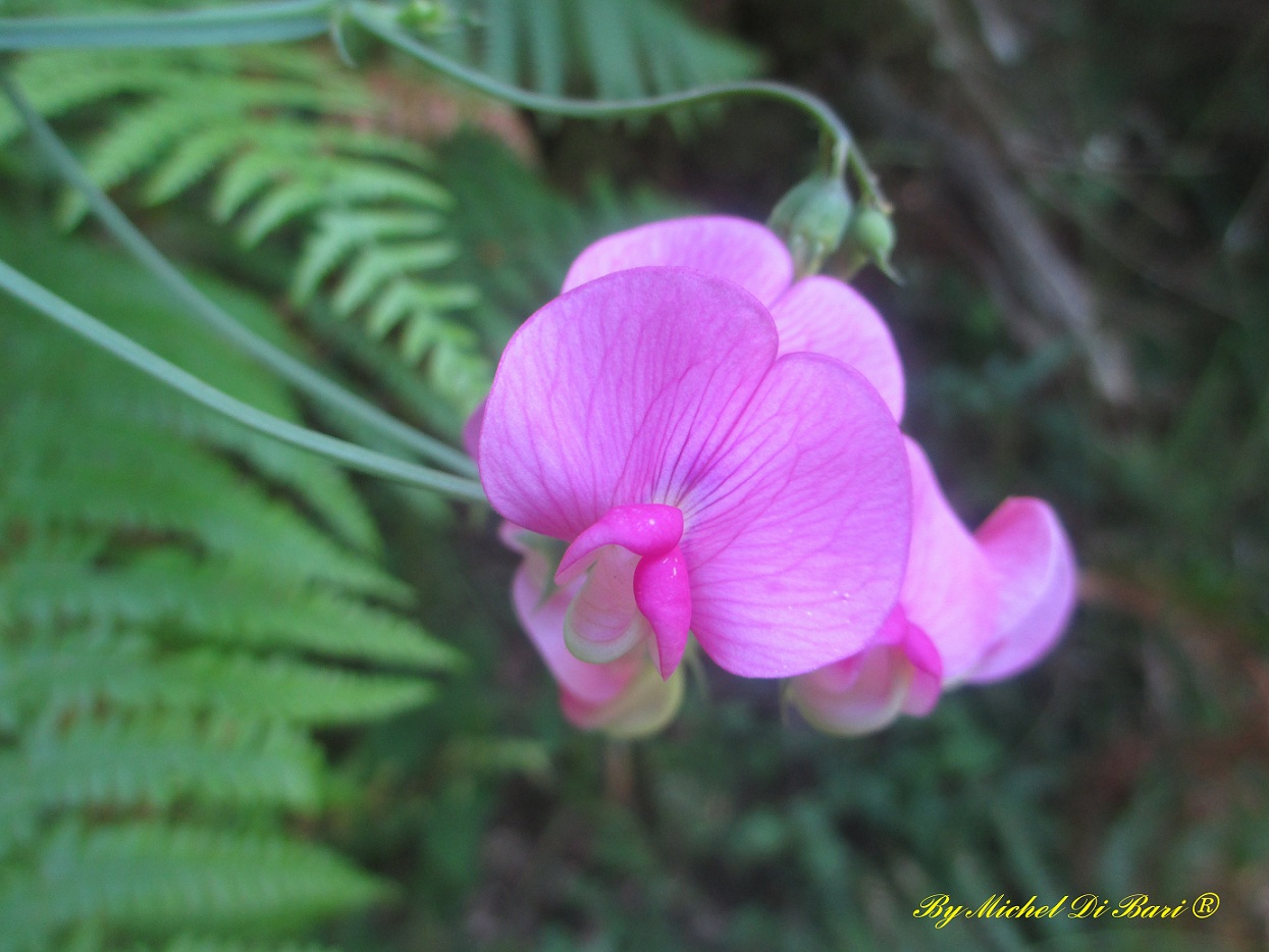 Sempre Lathyrus sylvestris ?