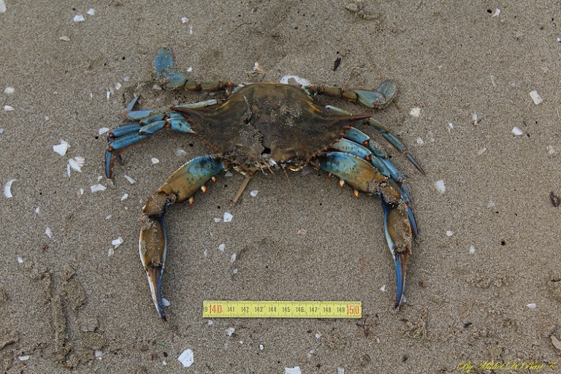 Granchio blu (Callinectes sapidus)