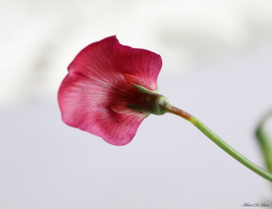 Lathyrus clymenum (=Lathyrus articulatus)