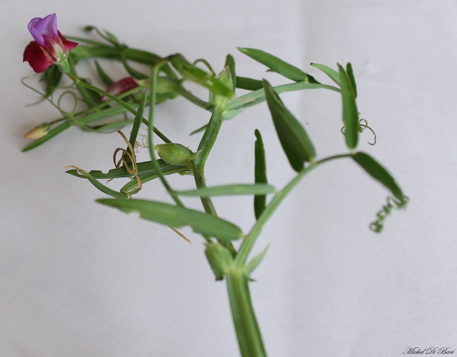 Lathyrus clymenum (=Lathyrus articulatus)