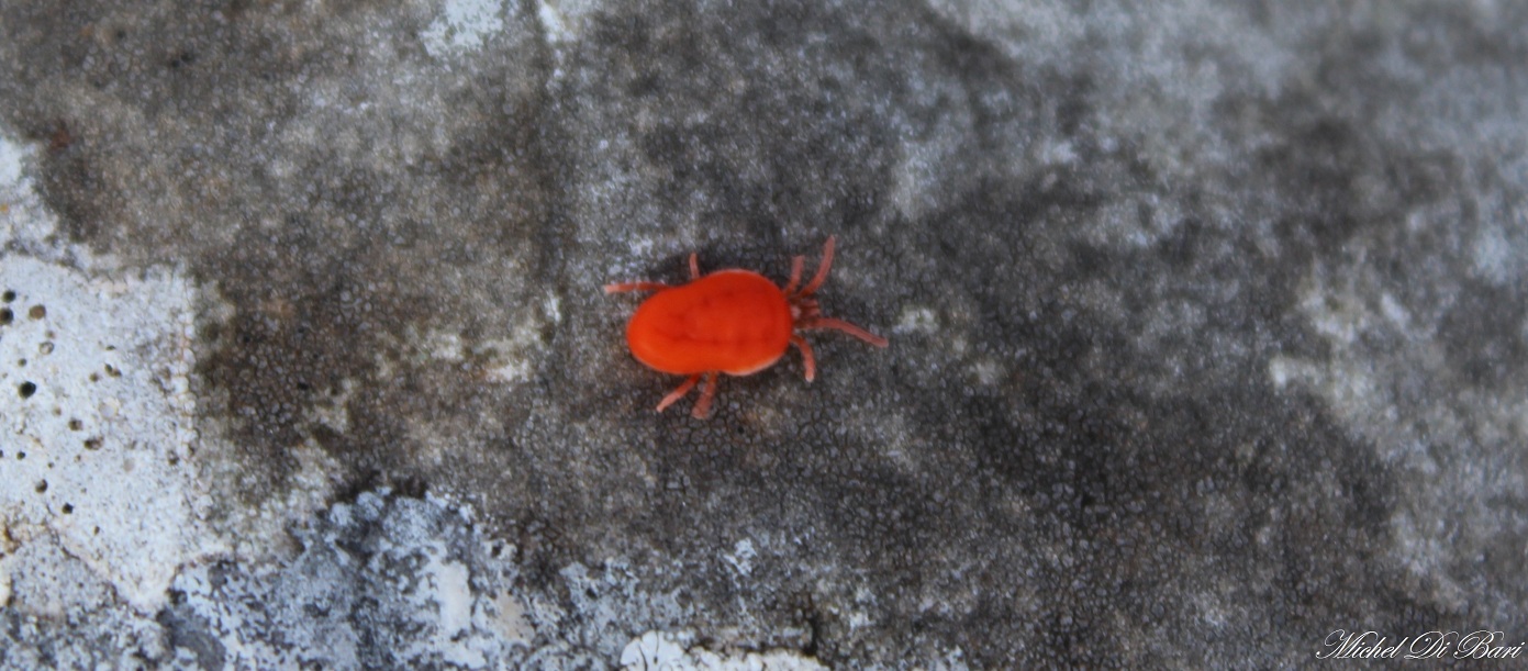 Trombidium holosericeum?