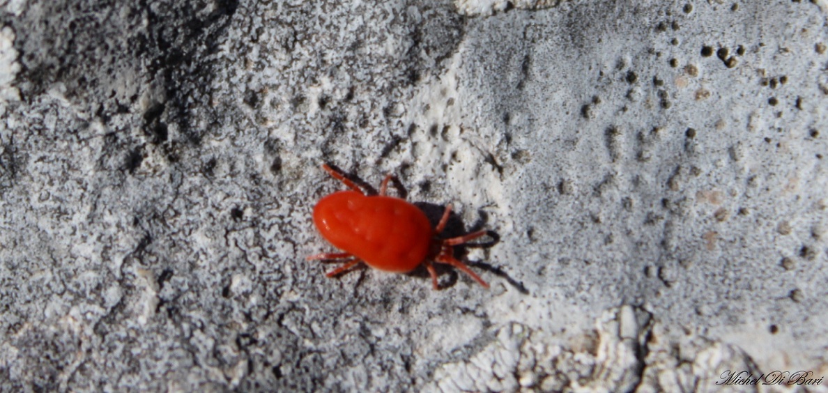 Trombidium holosericeum?