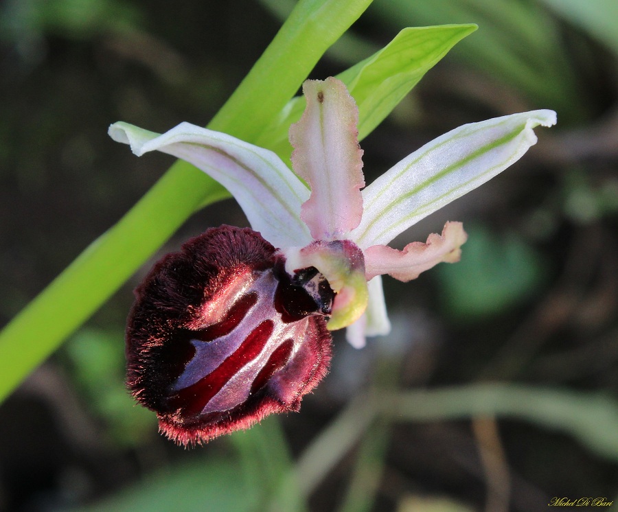 Ophrys sipotensis