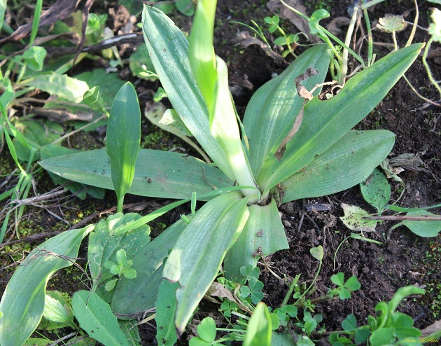 Ophrys sipotensis