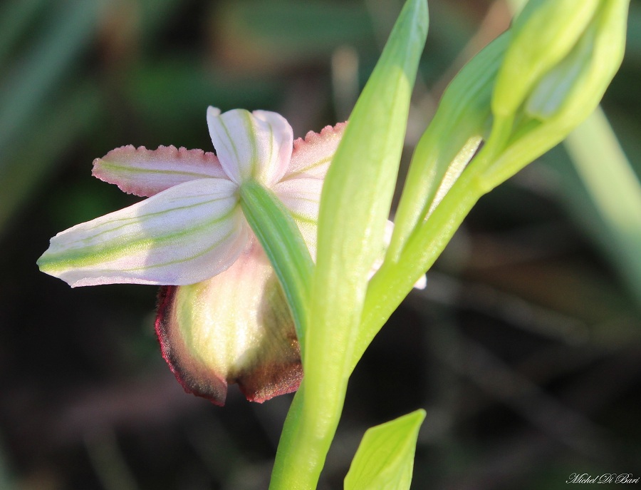 Ophrys sipotensis