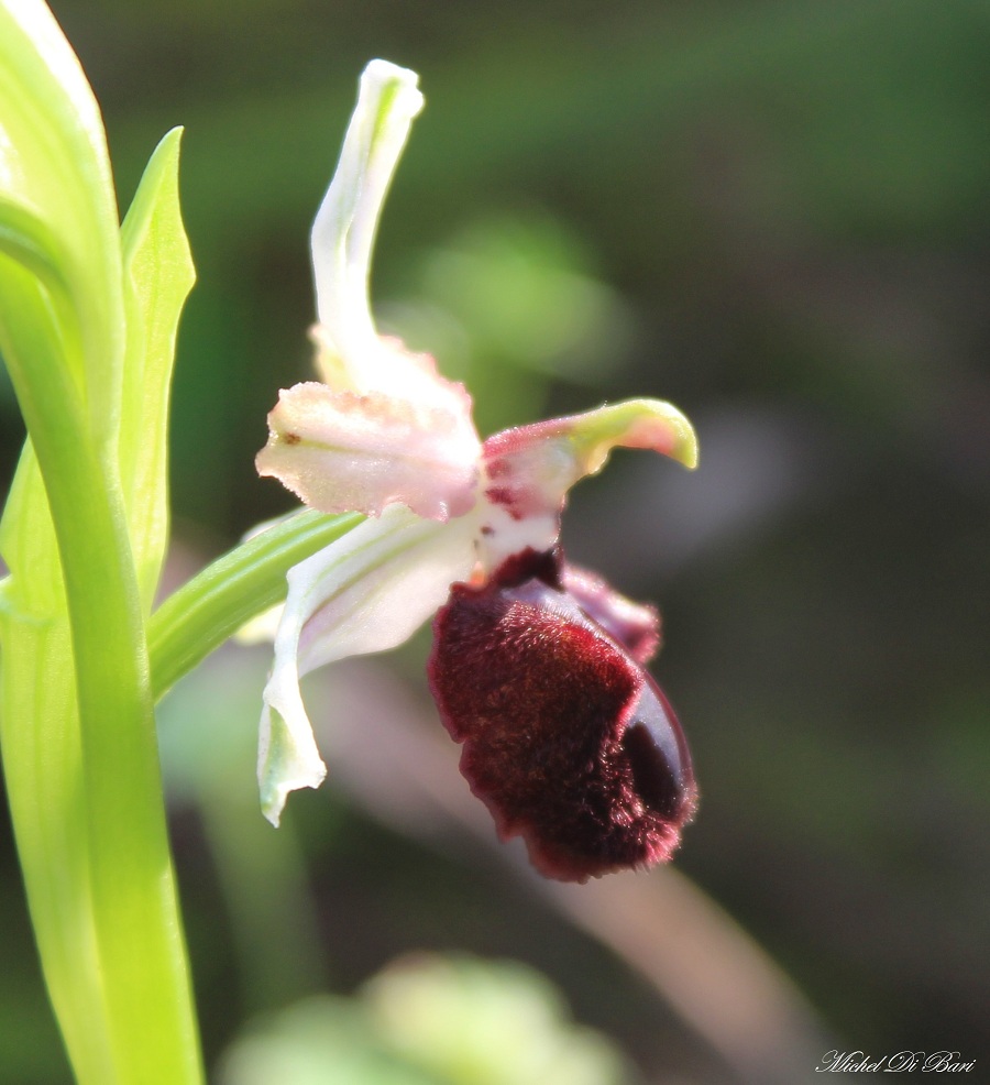 Ophrys sipotensis