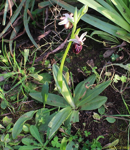 Ophrys sipotensis