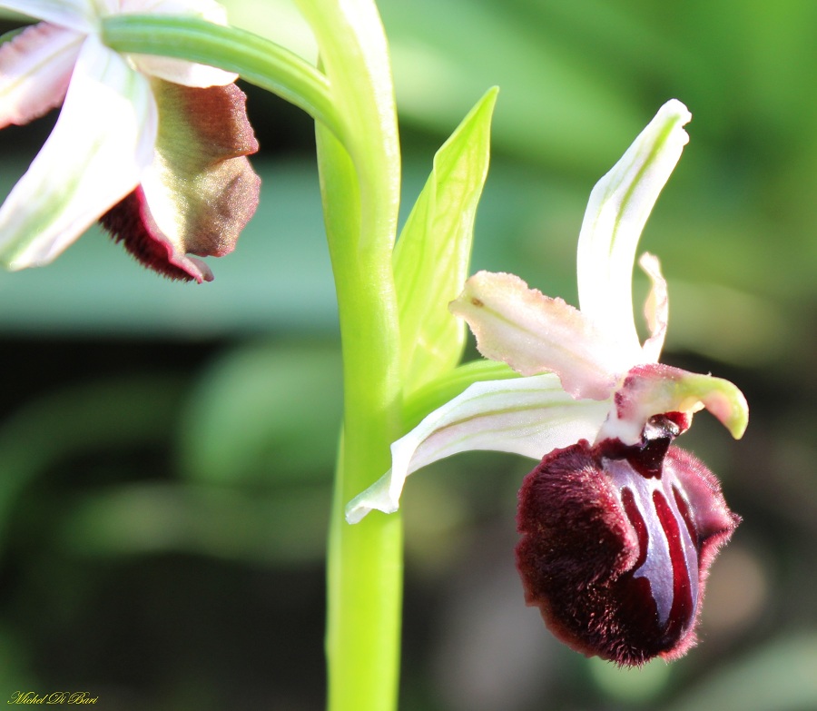 Ophrys sipotensis