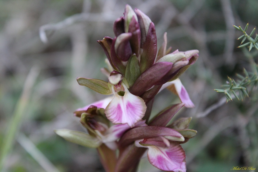 Anacamptis collina