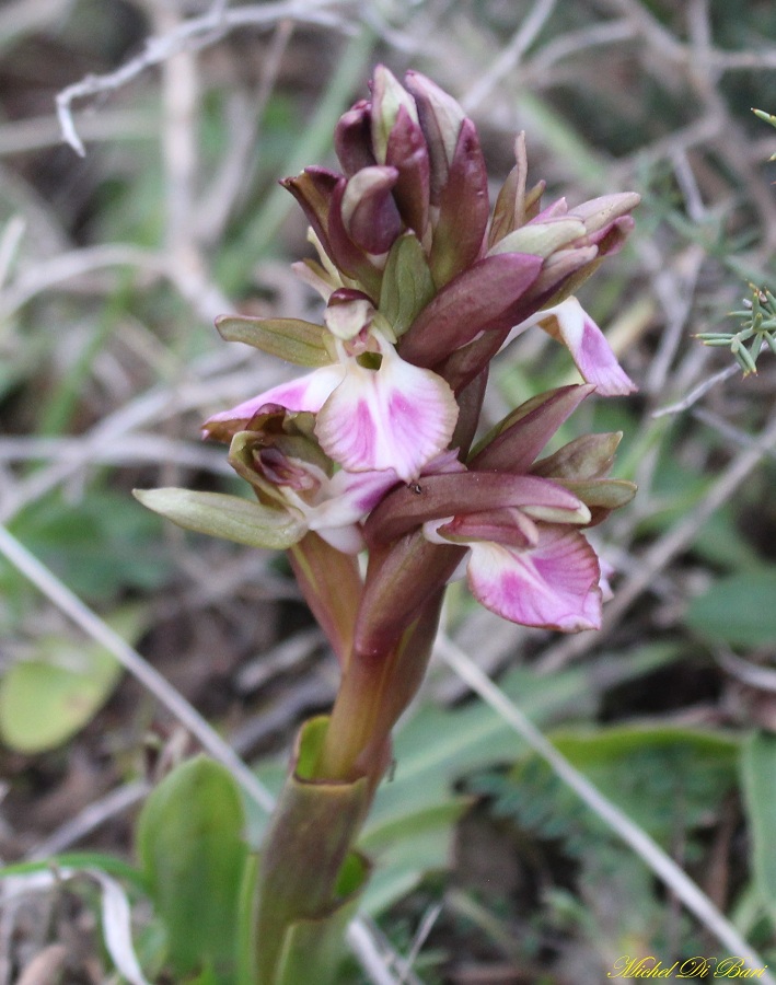 Anacamptis collina