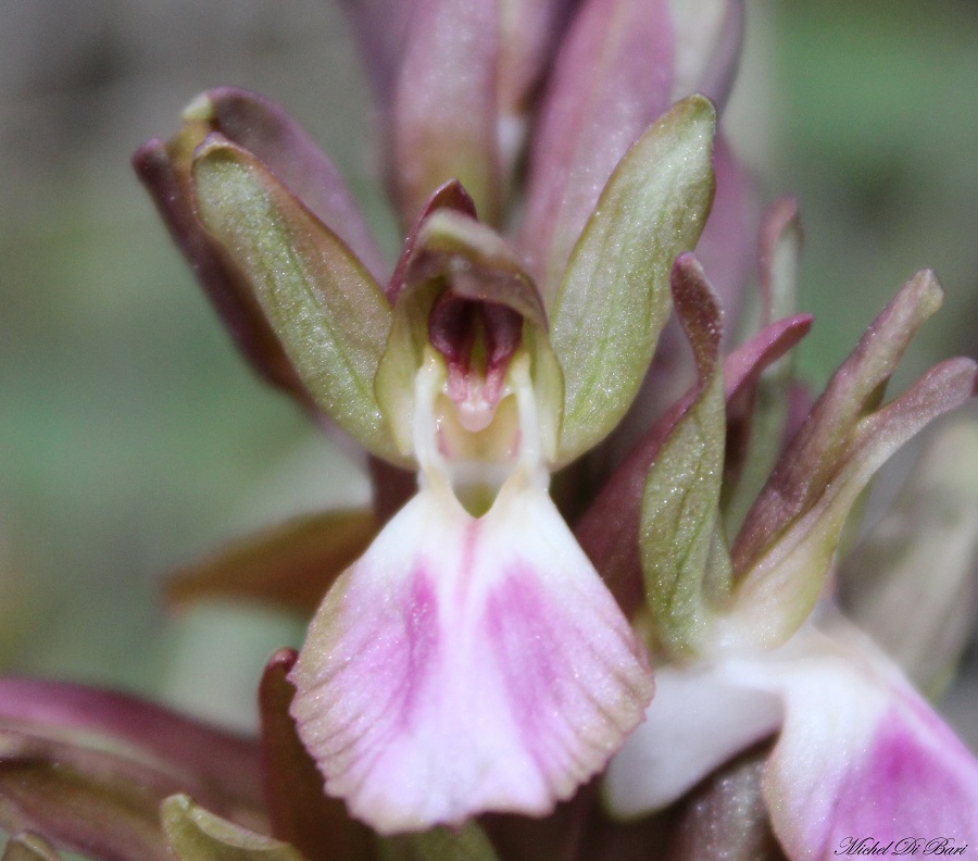 Anacamptis collina