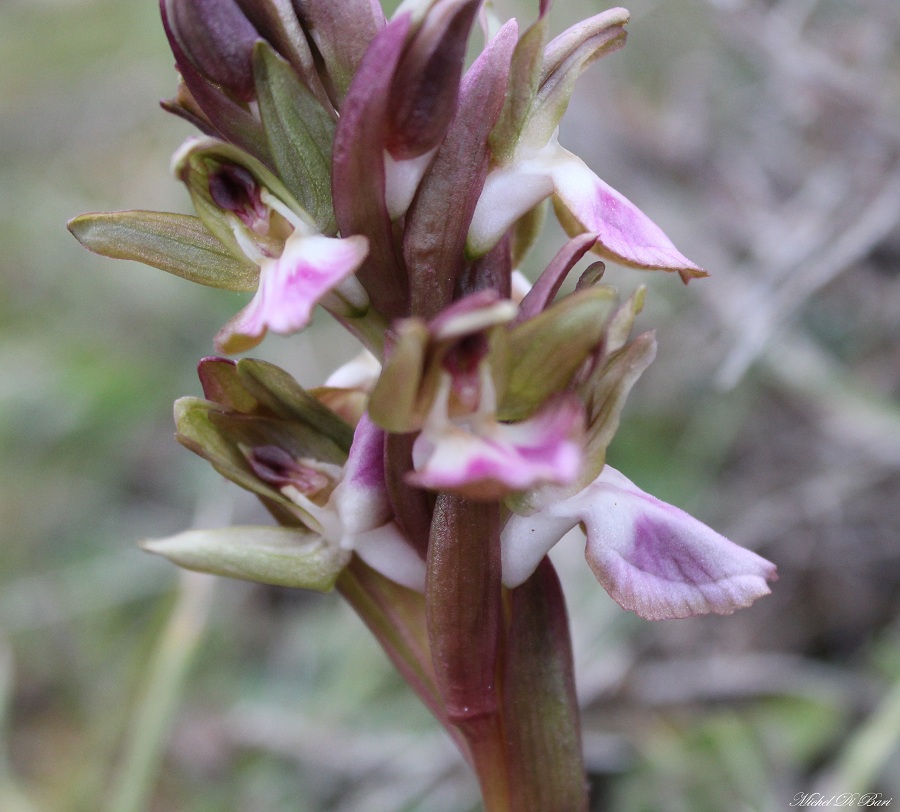 Anacamptis collina