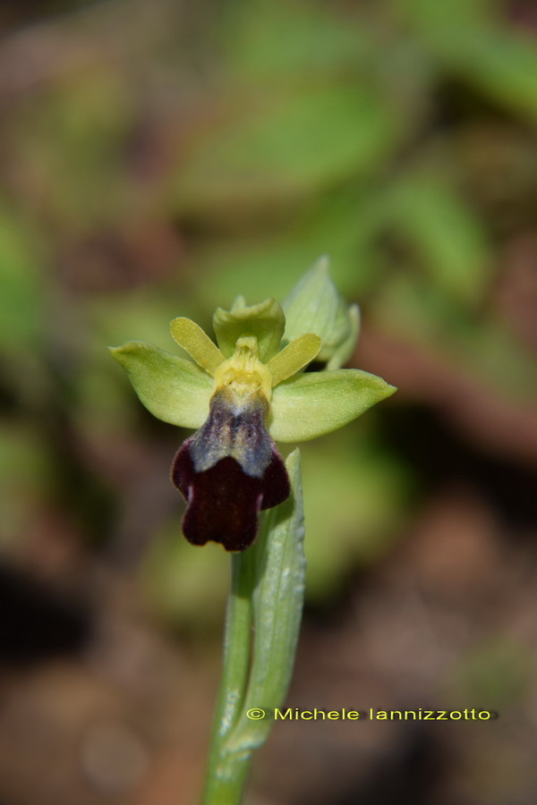 Ophrys funerea (=Ophrys fusca)