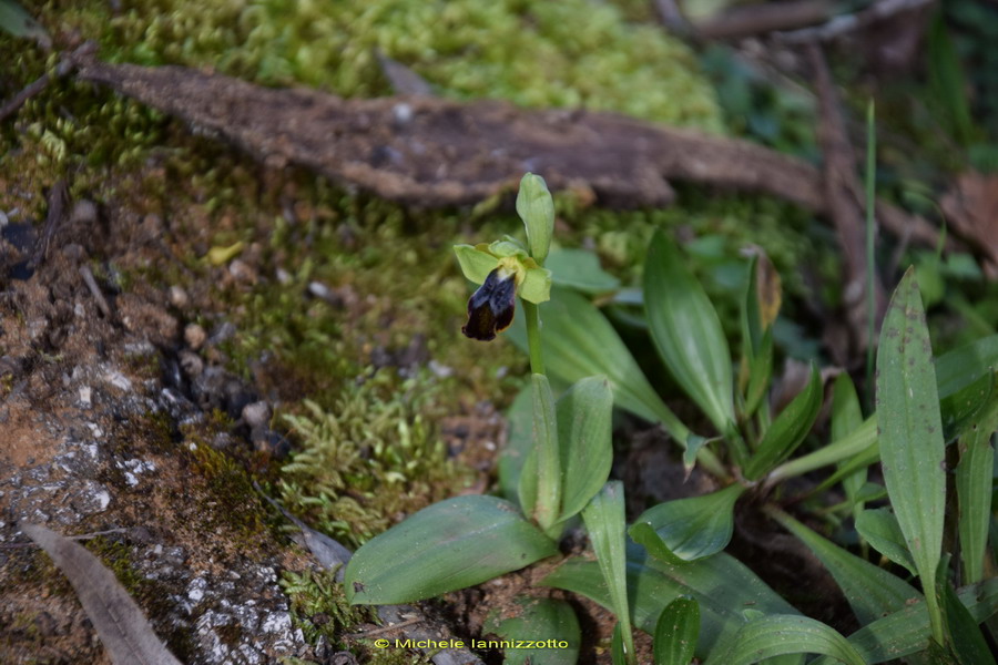 Ophrys funerea (=Ophrys fusca)