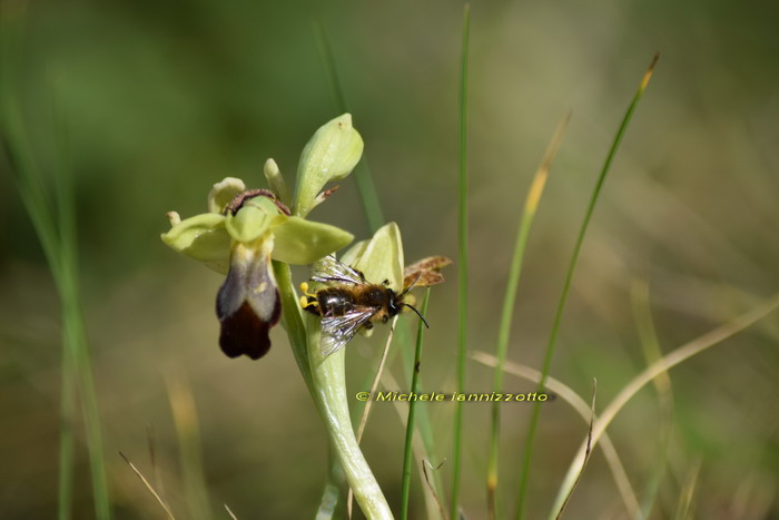 Ophrys fusca Link