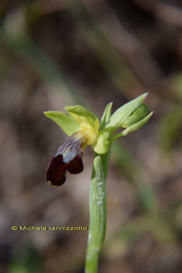 Ophrys funerea (=Ophrys fusca)