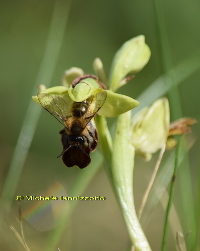 Ophrys fusca Link