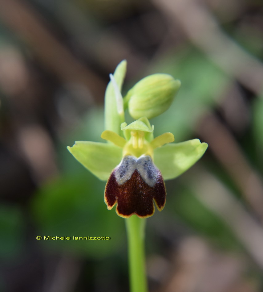 Ophrys funerea (=Ophrys fusca)