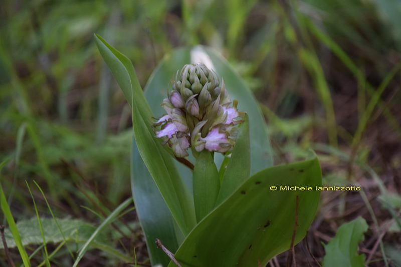 Barlia robertiana