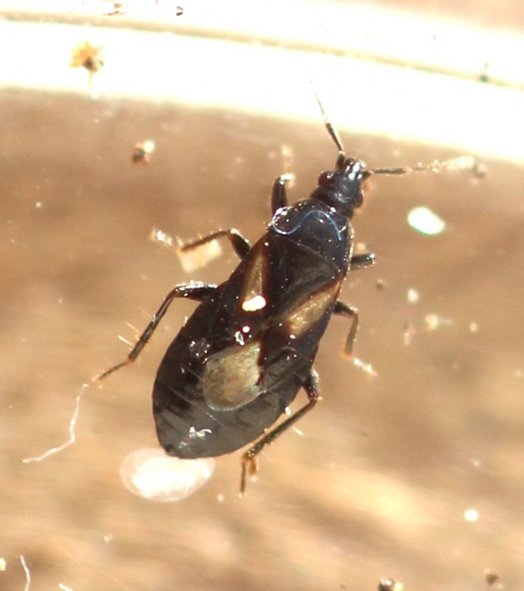 Xylocoris mditerranen