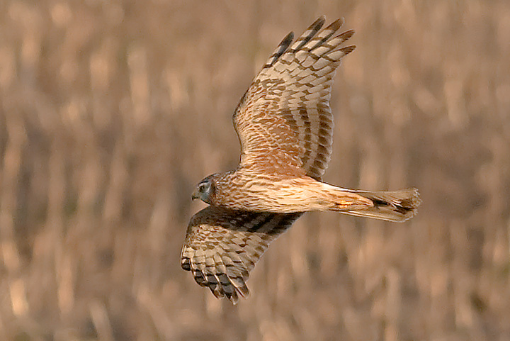 Identificazione (accipiter sp)