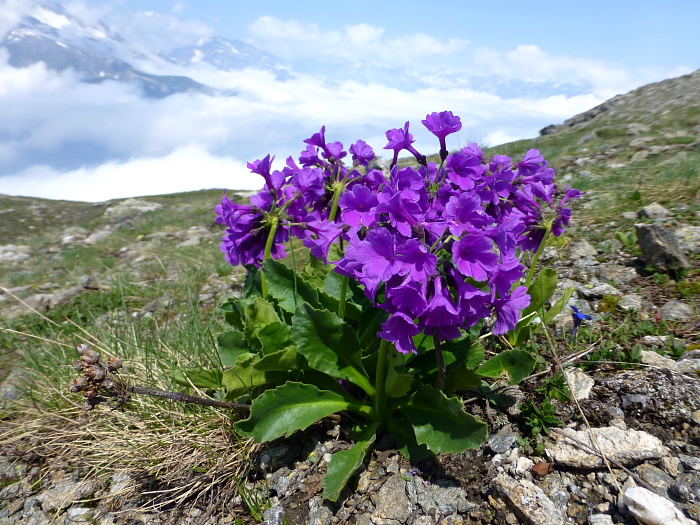 fiore alpino -  Primula latifolia