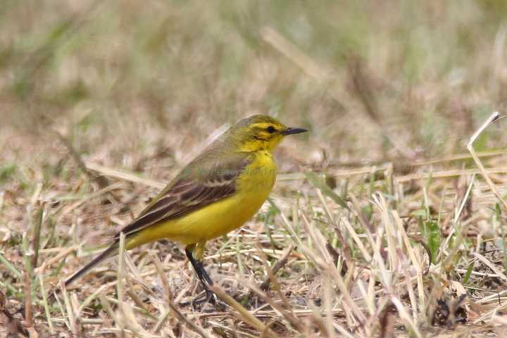 Cutrettola capinera occidentale- Motacilla flava   feldegg