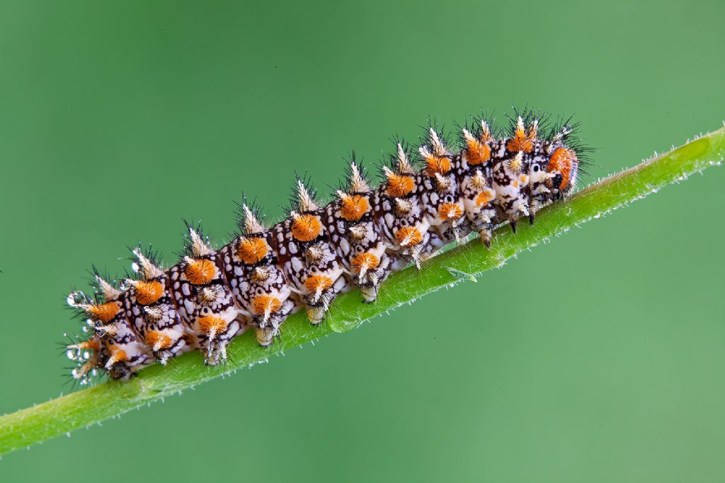 bruco di melitaea athalia didyma