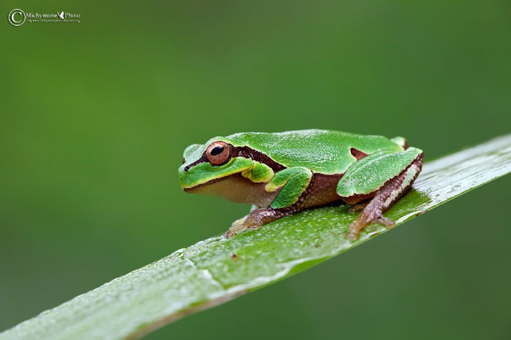 Raganella italiana (Hyla intermedia)