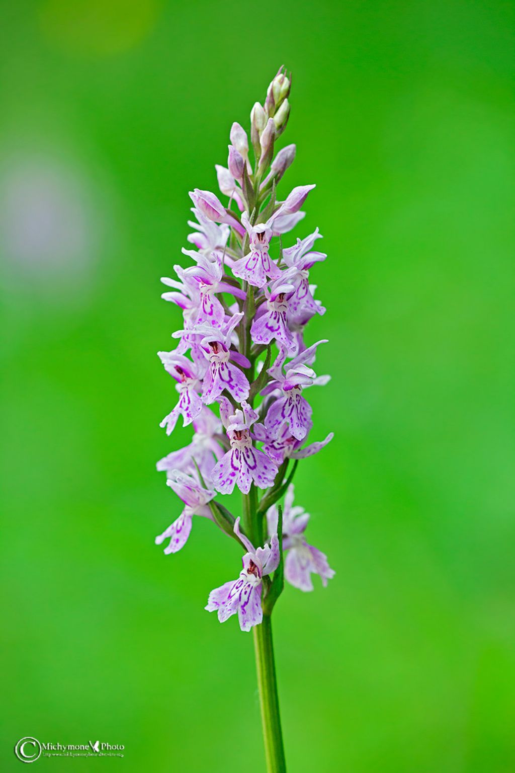 Apuane - Dacthylorhza maculata subsp. fuchsii