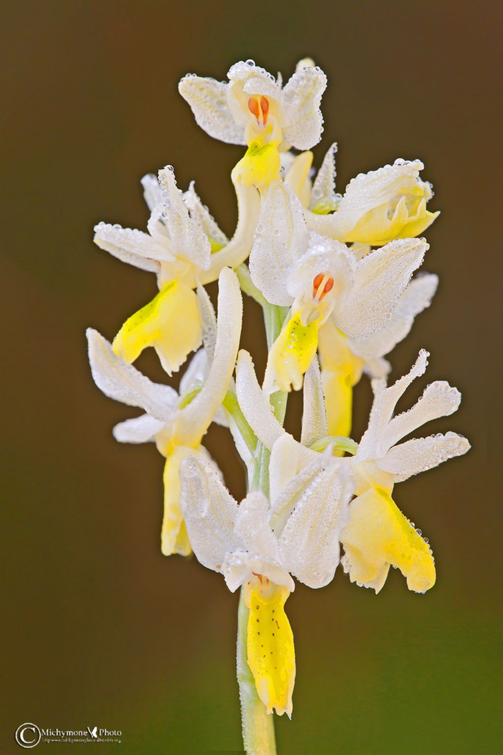 Orchis pauciflora