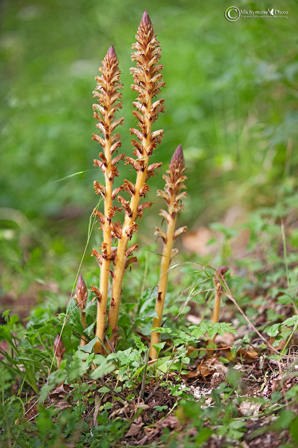 Orobanche hederae / Succiamele dell''edera