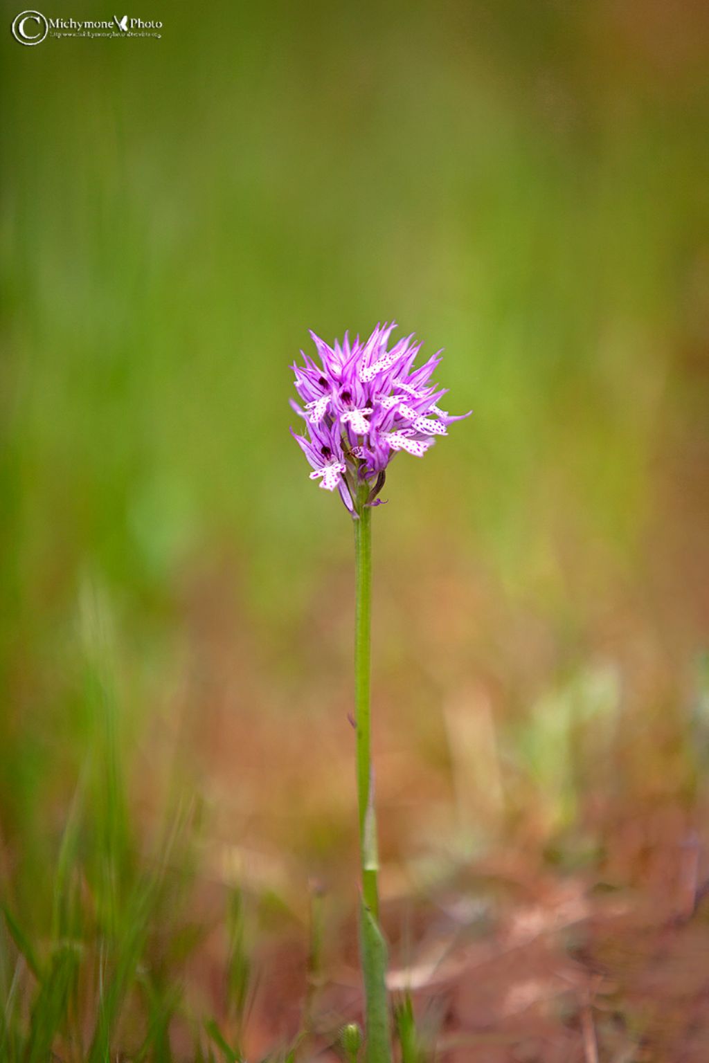 Neotinea tridentata