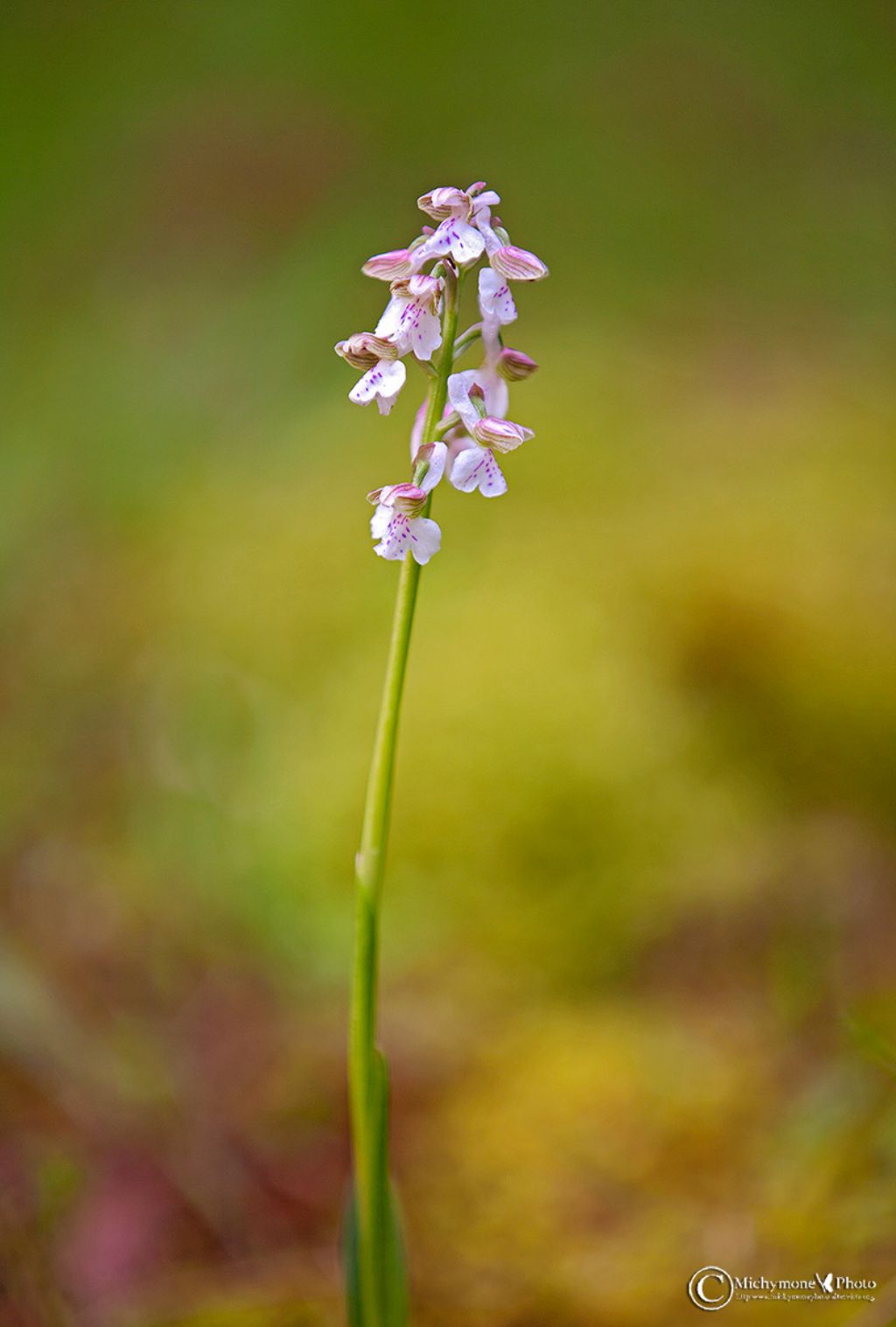 id orchidea