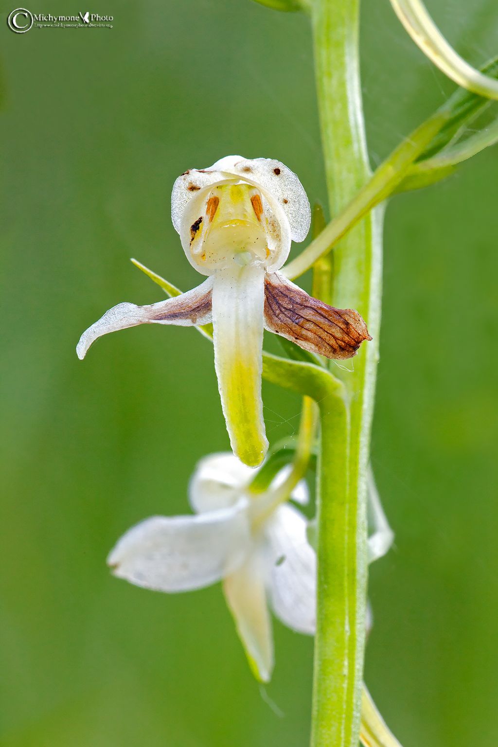 Garfagnana... Platanthera clorantha