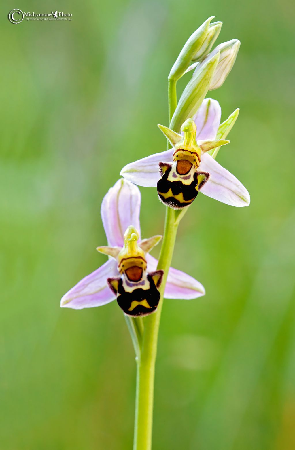 Garfagnana -  Ophrys apifera