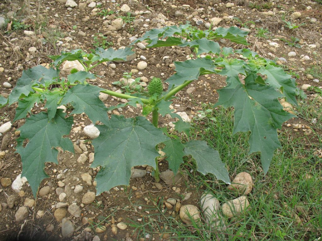 pianta erbacea 1 - Datura sp.