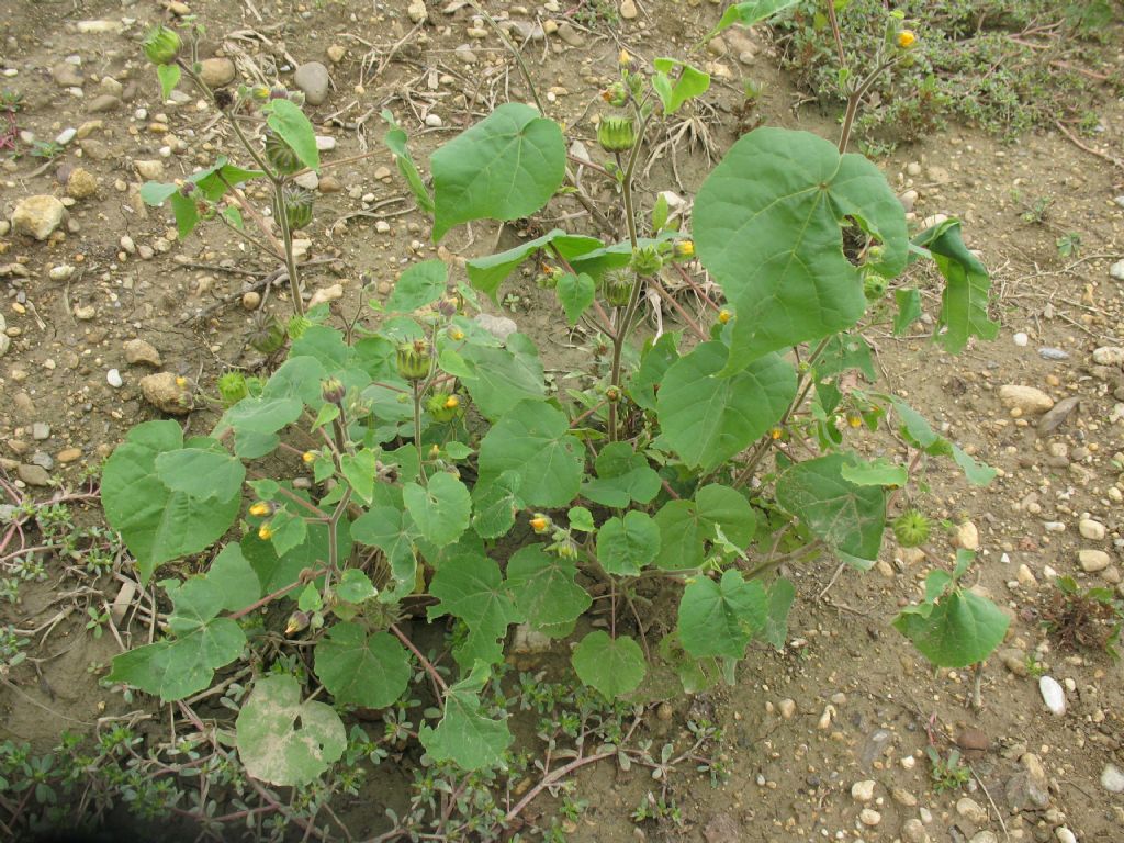 pianta erbacea 2 - Abutilon theophrasti