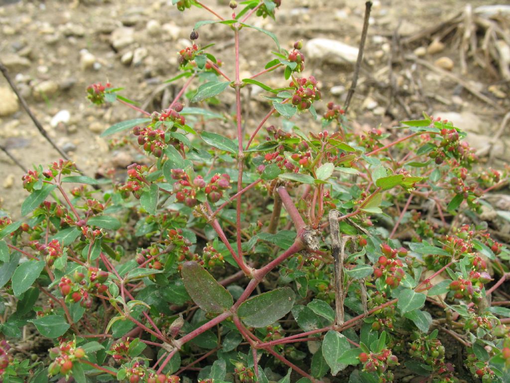 Piantina erbacea 3 - Chamaesyce cfr. nutans