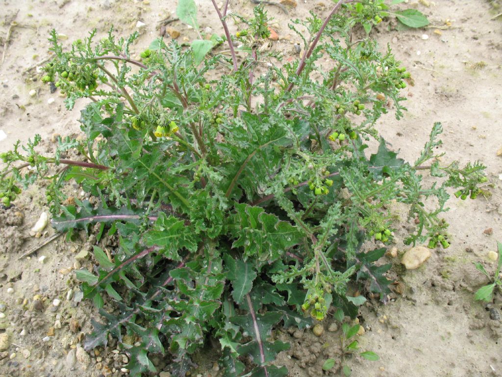 Senecio vulgaris