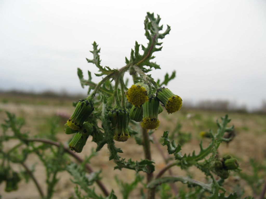 Senecio vulgaris