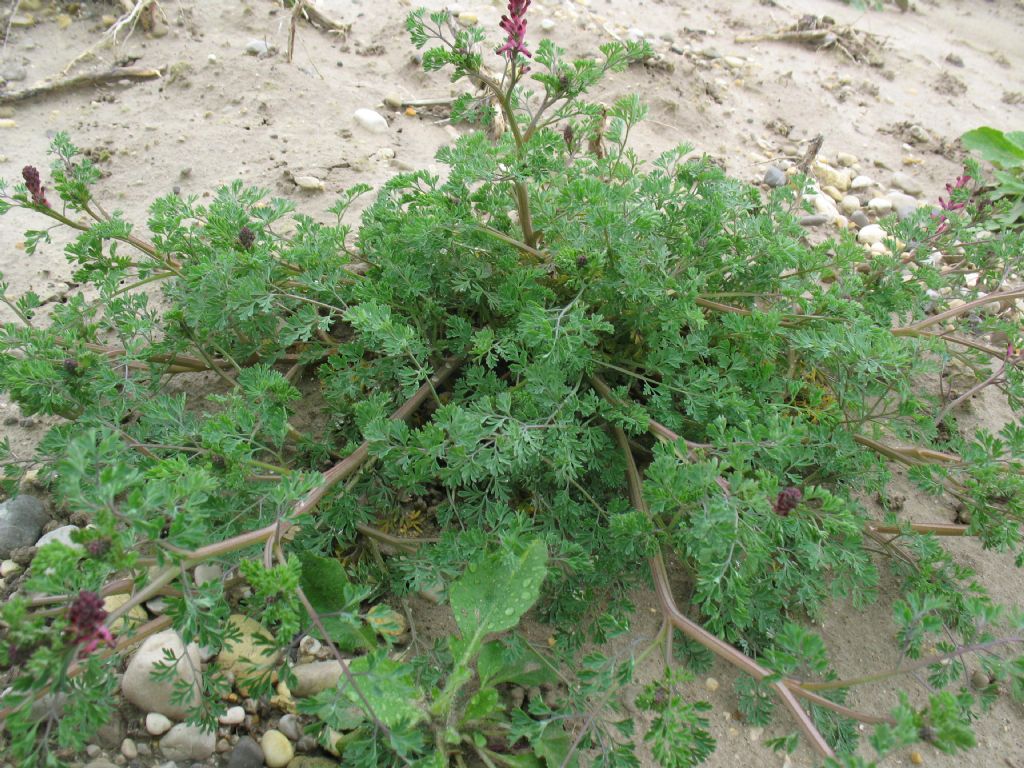 Piantina da campo 3 - Fumaria cfr. officinalis