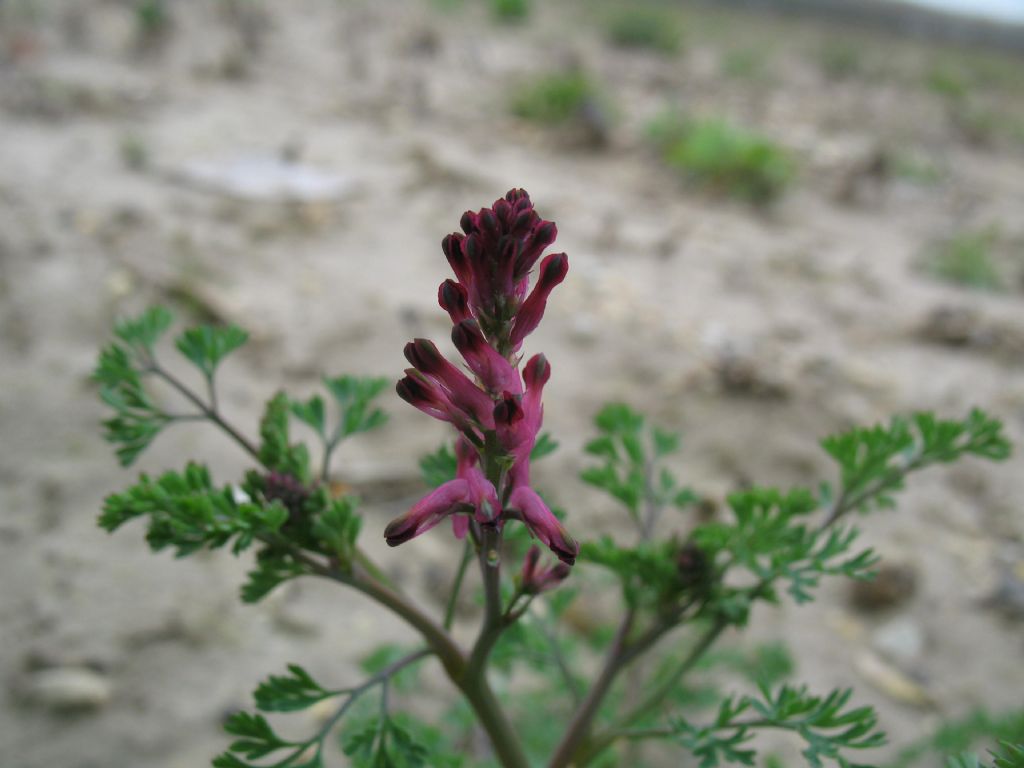 Piantina da campo 3 - Fumaria cfr. officinalis