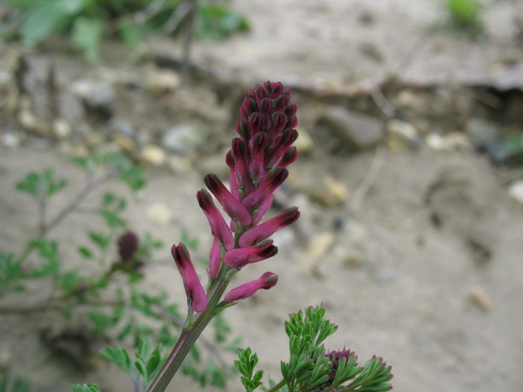 Piantina da campo 3 - Fumaria cfr. officinalis